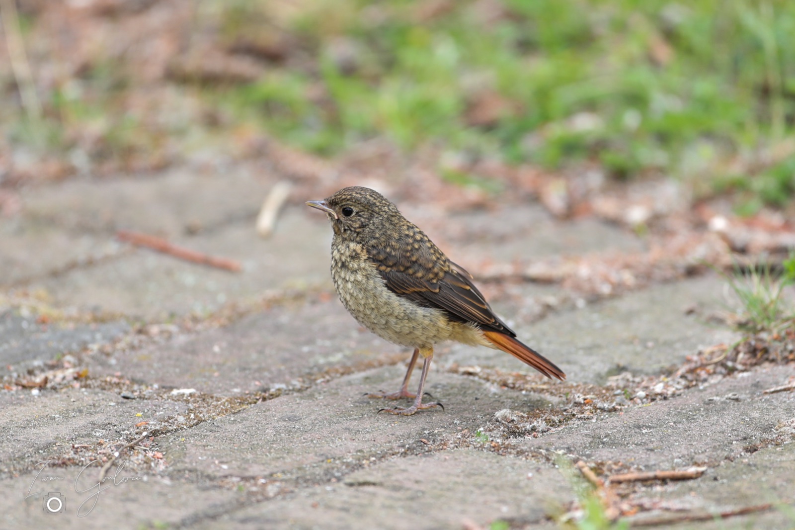 1DX45954 04 juni 2022 1237 39